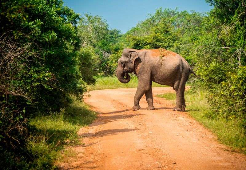 Op safari in het Yala national park<br>